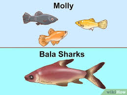 كيفية معرفة عدد الأسماك التي يمكن وضعها في الحوض 11 خطوة