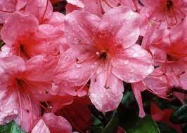How To Prune Overgrown Azaleas Azalea Flower Azaleas Care Azalea Bush