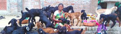 Goat killing machine is an integral part of your meat store or factory and hence, needs to be of premium category. Women Empowerment To Helping Farmers Agrotech Pioneers In Goat Rearing Oneindia News