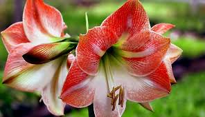 Hipeastra Kopsana Un Audzesana Flowers Indoor Plants Plants