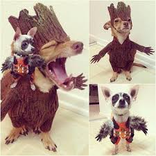 30 Adorable Pets All Dressed Up For National Dress Up Your Pet Day James Gunn Found The Best Guardians Cospla Pet Costumes Dog Costume Dog Halloween Costumes