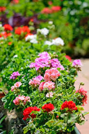 Smaller varieties are ideal for containers and baskets, while larger varieties make a handsome display in the landscape. 15 Best Annual Flowers Annual Flowers List