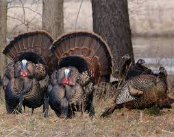 This behavior is most commonly referred to as strutting. Wild Facts About Wild Turkeys U S Fish And Wildlife Service