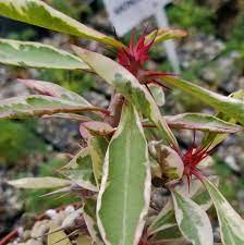 Amazon com euphorbia milii crown of thorns variegated. Euphorbia Milii Crown Of Thorns Variegated Cactus Succulent Real Live Planet Desert