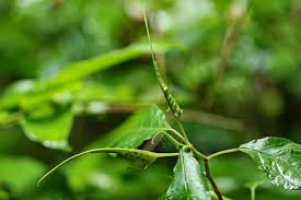 Image result for Dorstenia psilurus