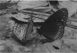 Image result for Deinbollia sp. A