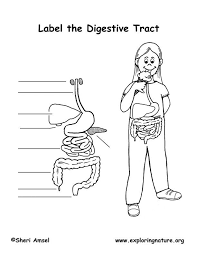 Pin By Exploring Nature Life Science On Science Human Body Systems Free Human Body Digestive System For Kids