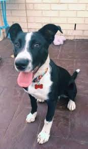 Buy personalized pet id tags for your dog or cat. Pet Tags Pet Name Tags Pet Id Tags For Dogs Cats