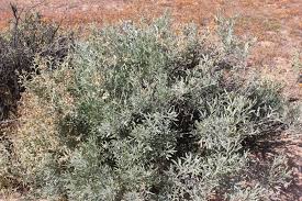 Image result for Searsia lucida