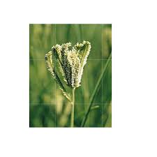 Image result for Eleusine coracana