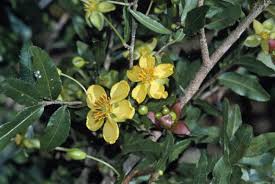 Image result for Ochna serrulata
