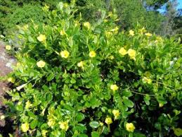 Image result for Allamanda
