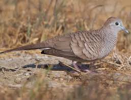 Namun untuk cirik fisik yang membedakan jantan dan betina hampir sama. Download Suara Burung Perkutut Super Gacor Mp3 5 Menit Sampai 1 Jam Si Binatang