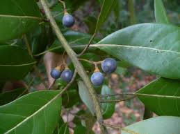 Image result for Persea