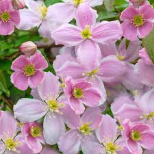 Data specific to clematis (edit). Clematis Montana Mayleen Shrub For Sale Free Uk Delivery