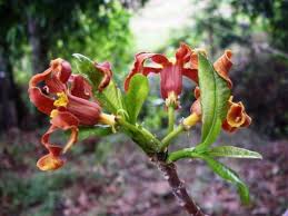 Image result for Strophanthus eminii