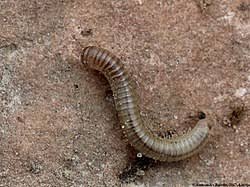 Image result for Cylindropsis