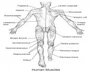 Human muscle system functions diagram facts britannica com. Muscular System Anatomy Coloring Pages Printable