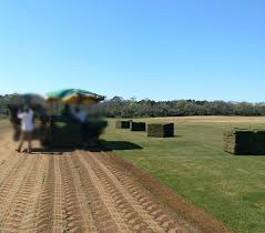 Learn about warm season and cool season grass care and tackle the weed of the month with prevention and elimination solutions. 360sod Sod Turf Grass Sales And Service In The State Of Georgia