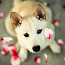Dog Pet Looking Up Pink Petal Ipad Air Wallpaper Download Iphone Wallpapers Ipad Wallpapers One Stop Download Cute Dog Wallpaper Dog Wallpaper Cute Animals