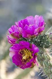 Image result for Opuntia imbricata