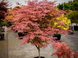 We did not find results for: Geisha Gone Wild Japanese Maple Trees For Sale Online The Tree Center