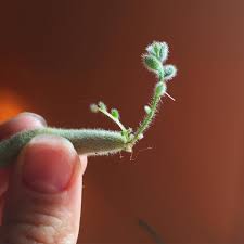 Pin On Plants And Trees