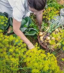 Toutes nos annonces gratuites réunion. Cote Jardin Tougo