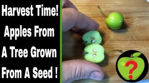 Growing apple trees from seed. Apple Trees From Seed Update 3 Years And 3 Months Old Youtube