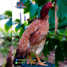 Pin On Budidaya Ayam Bangkok