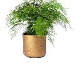 Image result for Asparagus setaceus