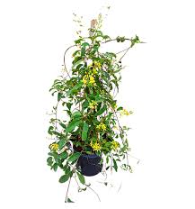 Image result for Tristellateia