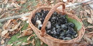 We did not find results for: Profumi In Cucina Risotto Con Trombette Dei Morti E Gamberi
