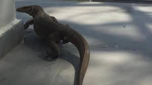 Monitor lizards are large lizards in the genus varanus. Viral Picture Of Huge Monitor Lizard Inside A Delhi Home Has Twitter Concerned Trending News News