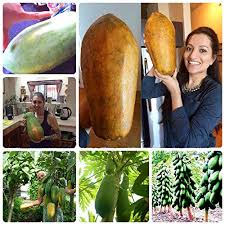 The heirloom apple trees for sale are varieties that will offer fruit from july through november, offering almost six months of superior flavors rarely found on the supermarket shelf. Seed 30pcs Sweet Papaya Outdoor Edible Tropical Fruit Heirloom Organic Dwarf Fruit Tree Buy Online In Angola At Angola Desertcart Com Productid 134292593