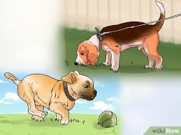 Discover why your puppy is crying or barking. 3 Ways To Get A Puppy To Stop Crying Wikihow Pet