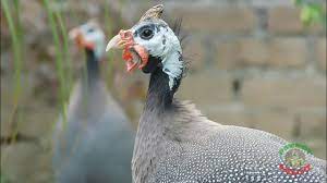 Maybe you would like to learn more about one of these? Guinea Fowl Calls Youtube