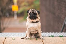 Check spelling or type a new query. Pet Friendly Restaurants On Hilton Head Island H D Properties