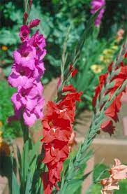 Gladiolus Care Tips For Successful Growing