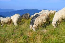 Farm Health Online Animal Health And Welfare Knowledge Hub Pregnancy Toxaemia In Sheep
