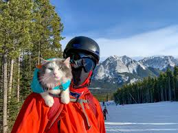 Free delivery and returns on ebay plus items for plus members. Adventure Cats Make The Most Of Their Lives All Nine Of Them The Globe And Mail