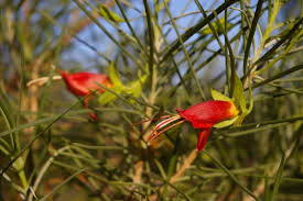 Image result for Oldfieldia