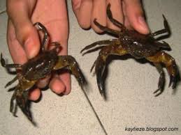 I provides you the best price for our crab. In The Name Of Allah Most Gracious Most Merciful Ketam Batu Dan Ketam Nipah Mana Haram Dimakan