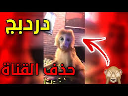 دردبج يبغى يحدف قناة باري تيوب youtube
