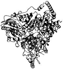 Go on with your drawing. Chromatium An Overview Sciencedirect Topics