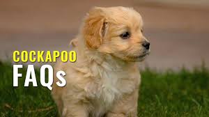 We raise top quality, first generation cockapoos in the perfect environment of central wisconsin. Cockapoo Faqs Questions And Answers On The Cockapoo Breed Petmoo