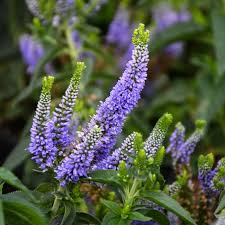 Image result for Veronica javanica