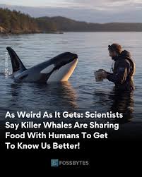 Researchers have documented 34 global cases of killer whales offering prey  to humans, suggesting the behavior may be a form of interspecies social  exploration or relationship-building. In most incidents, orcas waited for