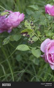 Control pests and the damage they can do to leaves, buds and blooms with a safe, inexpensive and effective homemade insecticide to kill bugs. Sick Rose Bush Image Photo Free Trial Bigstock