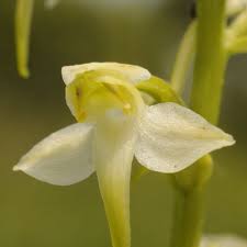 Image result for Salacia chlorantha